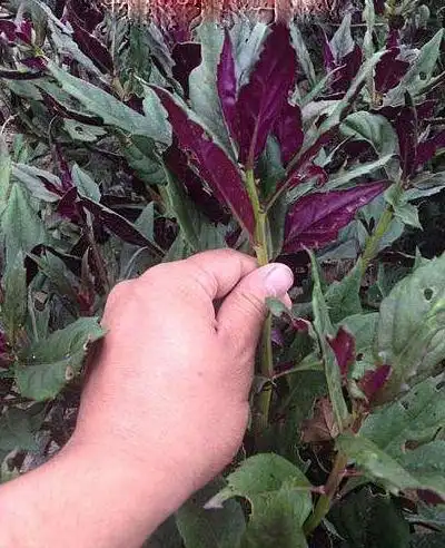 农村有种菜叫"血皮菜"怪不得男女都喜欢,你吃过吗?_网易订阅