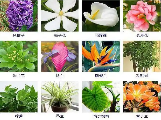 常见植物图片及名称ppt