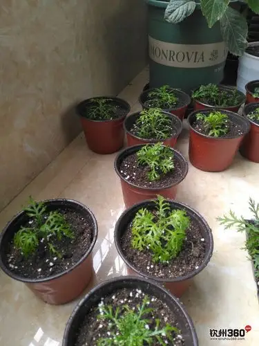 自家种的玛格丽特小苗,五元一盆,微信1527777