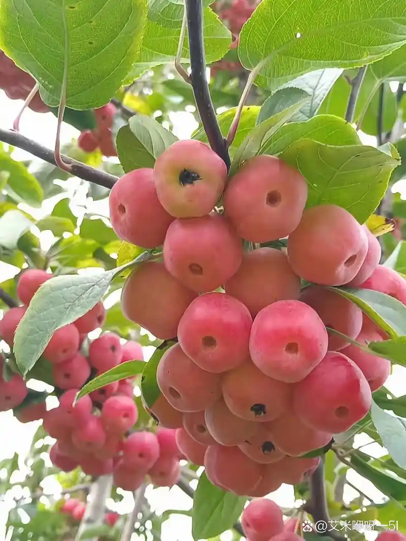 海棠盛熟季节,红彤彤的果实挂满枝头,清香四溢,令人垂涎欲滴.