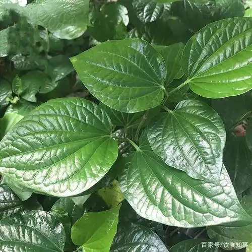 假蒌叶属于一种胡椒科植物,具有消肿止痛功效,假如不小心摔了一跤或者