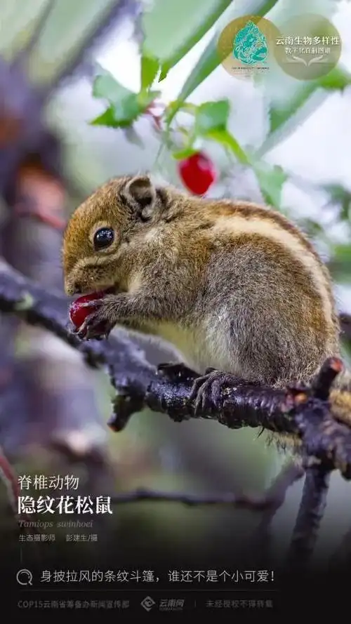 云南生物多样性数字化百科图谱脊椎动物61隐纹花松鼠身披拉风的条纹