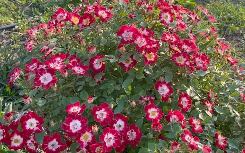 小画家 一款极其出色的单瓣红色地被月季