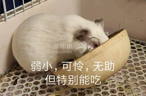 不禁抱紧了我的零食盒子弱小可怜无助但能吃的我两厢夹击之下室外温度