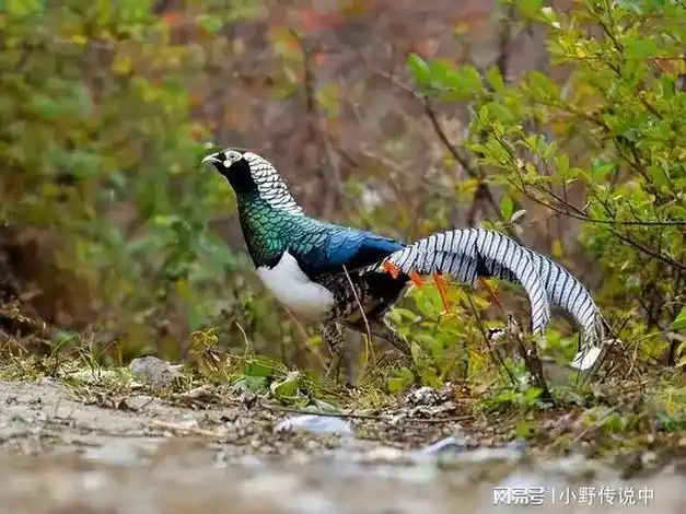 东北野鸡满天飞为何吃货却望而却步农民直言真惹不起