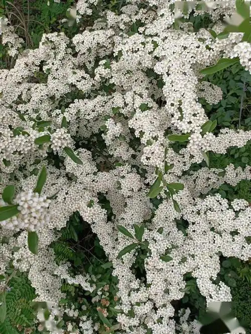 万州铁峰山火棘花开 清香素雅惹人爱_开花