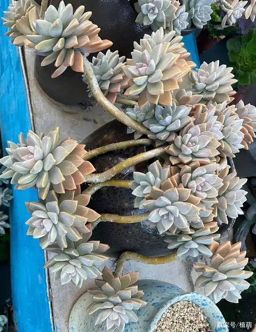 养淡雪先要养根,然后塑造老桩造型,之后上色出状态