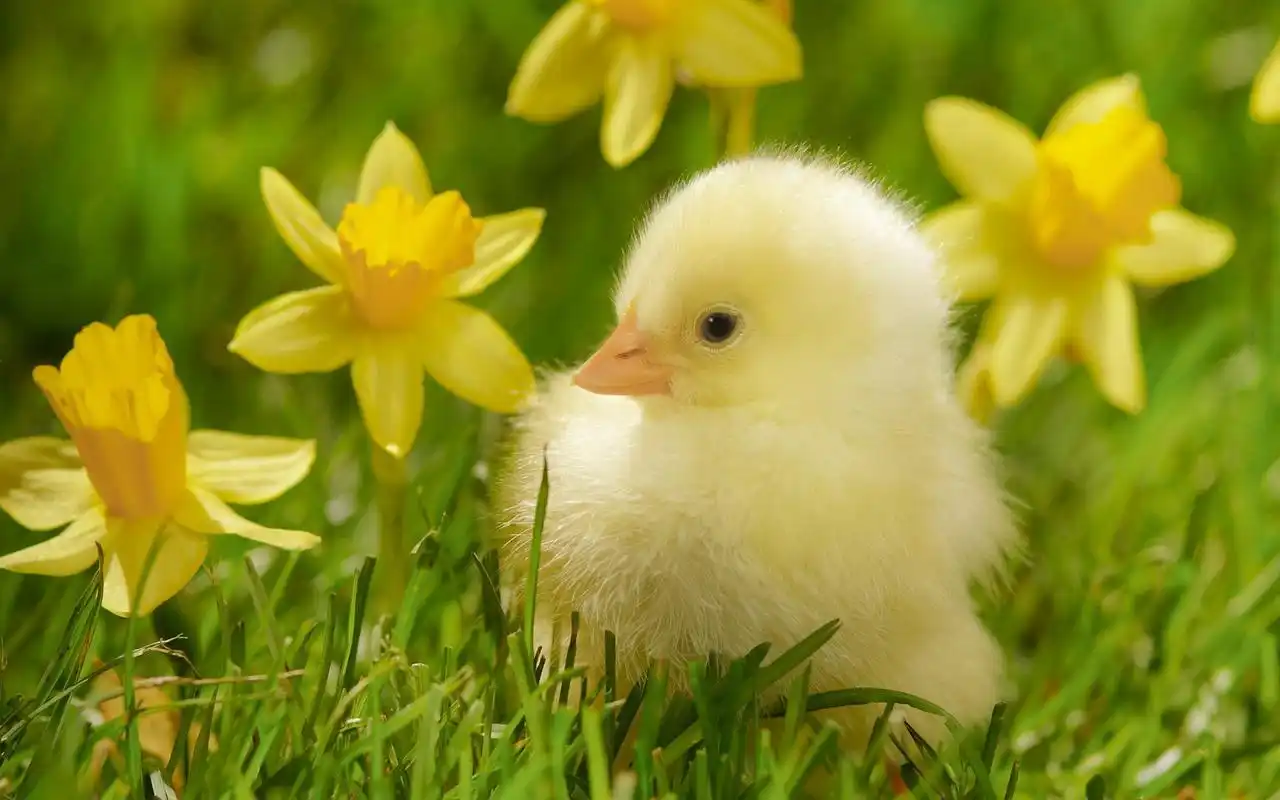 妈妈 把鸡放到到山上