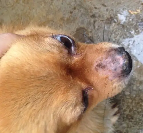 狗的鼻子这样是什么原因