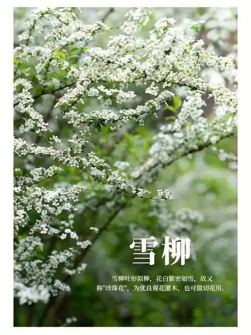 雪柳的花语:殊胜,圣洁高雅又带着些许稳重感,给予所有人美好的期盼.