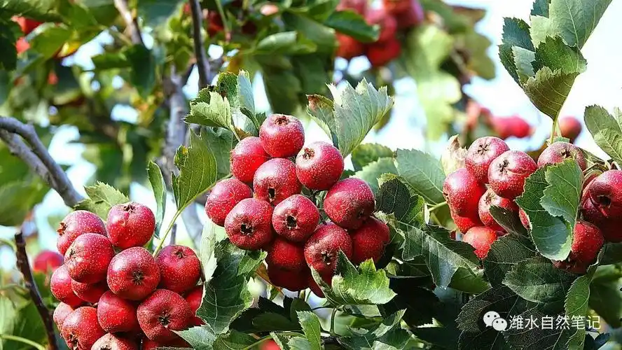 又见山里红山楂