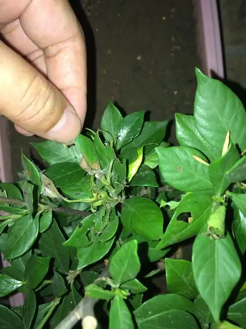 栀子花的叶子好像被虫子咬了,有很多网丝