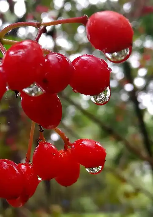 雨中红果