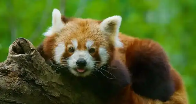 小浣熊能私人养吗