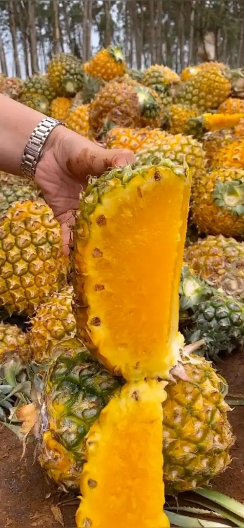 冰糖心凤梨哦,糖化啦不能发货咯