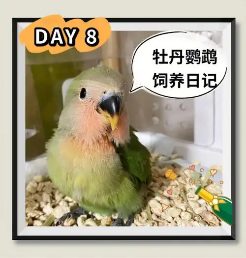 新手集合关于牡丹鹦鹉的饲养心得