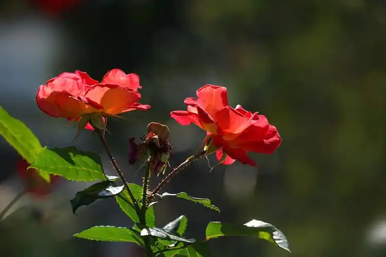 西班牙人培育的月季花叫金背大红