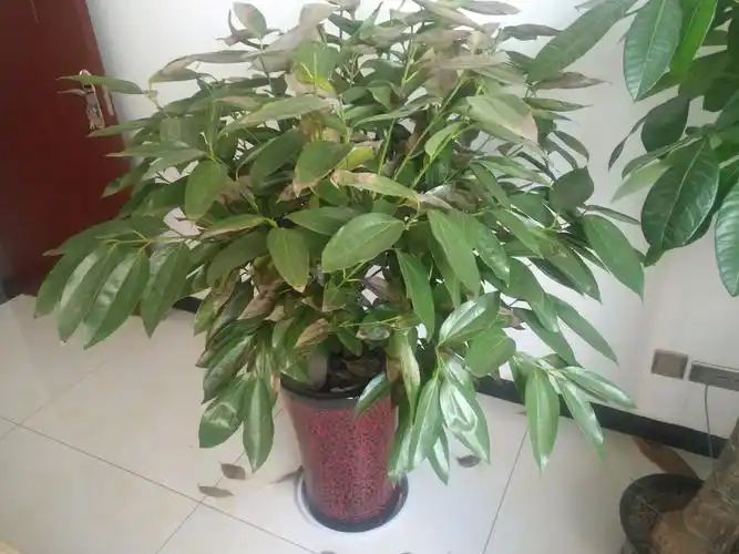 请问这是富贵树吗?最近叶子干枯,掉叶,怎么办?