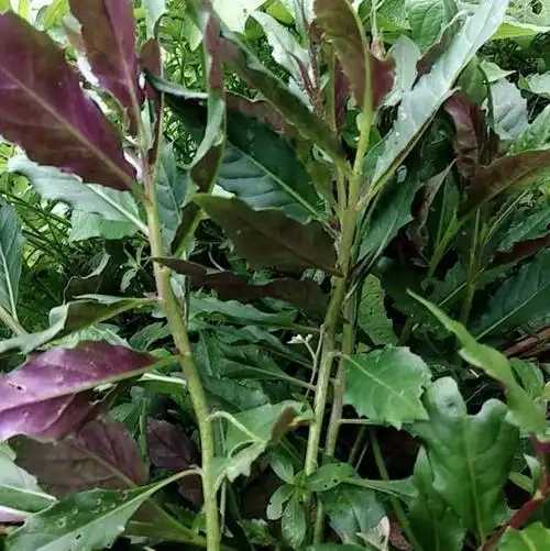 识百草三十二:身边的宝藏食材,血皮菜,红凤菜,到底能吃吗?