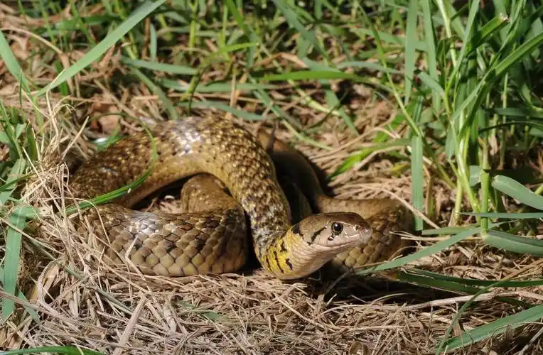 您查询的学名为同种异名,对应的有效学名如下!