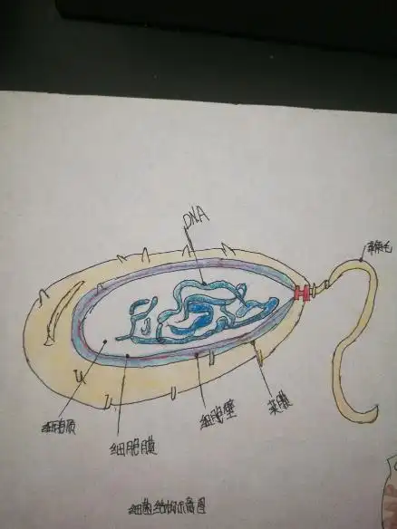 细菌的结构示意图(特殊)