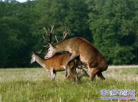 各种动物交配过程