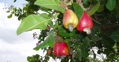 坦桑尼亚腰果进口报关代理公司