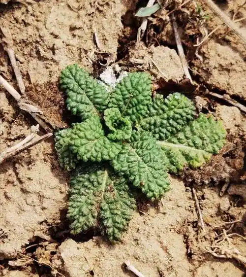 蛤蟆草茶! - 海报新闻