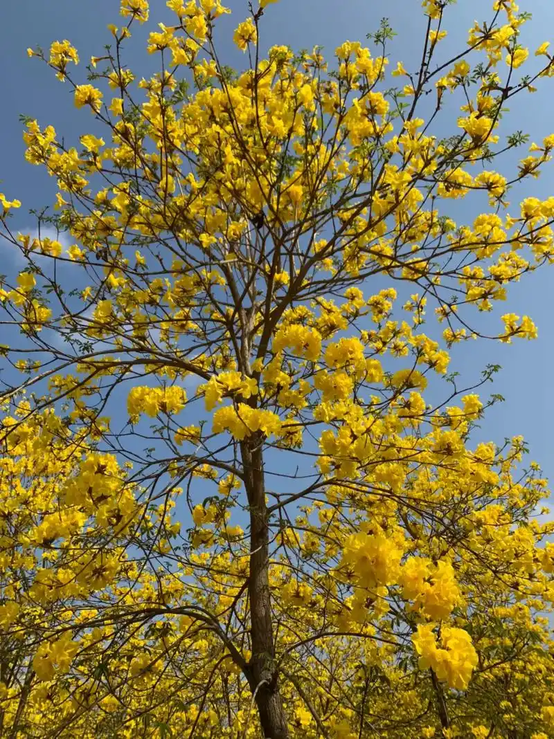 人间三月,春暖花开,黄花风铃木的花语是"感谢",一抹蓝天,一 - 抖音
