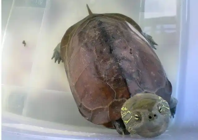 比乌龟活跃,易驯化,胆大的大头草龟,吃了就拉,是直肠子哦!