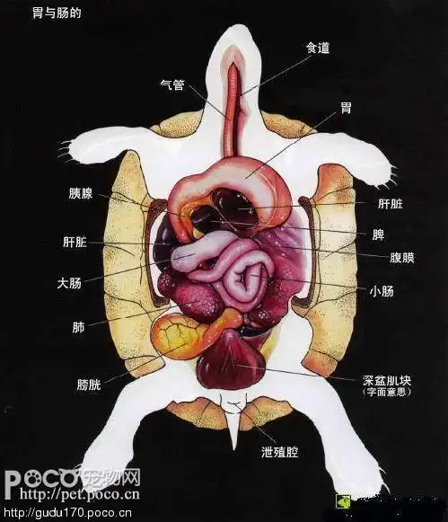 乌龟的内脏结构图