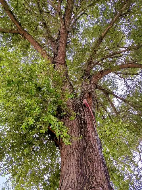 生长一百多年小叶杨