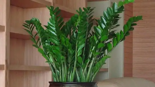 金钱树风水摆放三不要如何养护