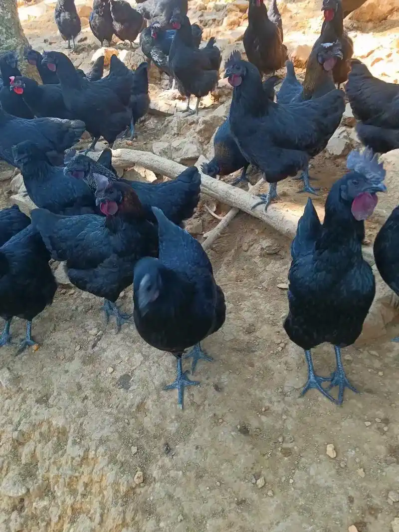 五黑鸡,连骨头都黑的,乌鸡中的极品,滋阴补肾,营养丰富. - 抖音