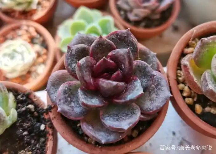 入手多肉黑水晶玫瑰是否越黑越好?确实如此,但也不能忽略这3点