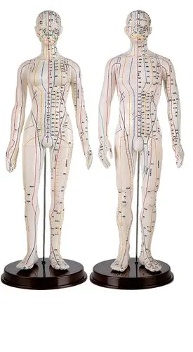 医用人体针灸模型60cm男女可选可扎针