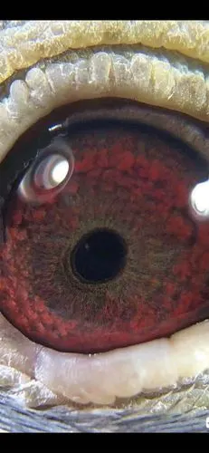 新到墨雨点牛眼台雌喜欢联系15813900386