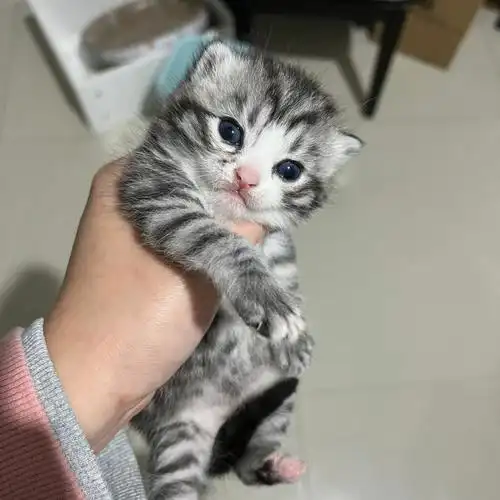 美短崽崽三母两公