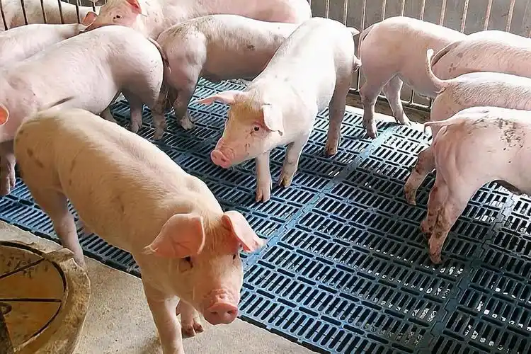 合同猪养殖怎么样想养猪又怕遭遇