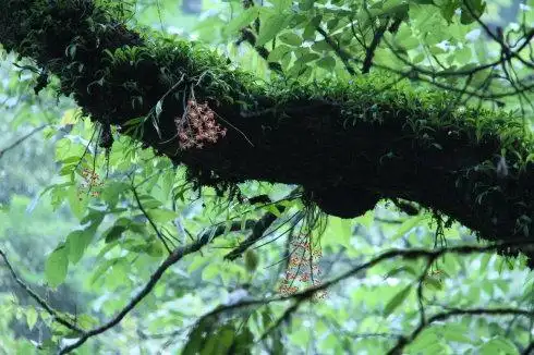 这是什么植物 寄生在柿子树上的