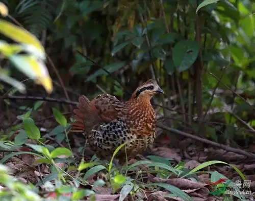 棕胸竹鸡
