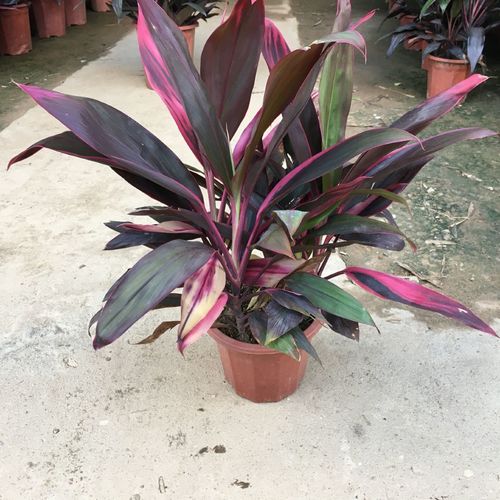 朱蕉盆栽红叶朱焦绿植盆景阳台庭院造景绿化苗可水培耐阴工程苗