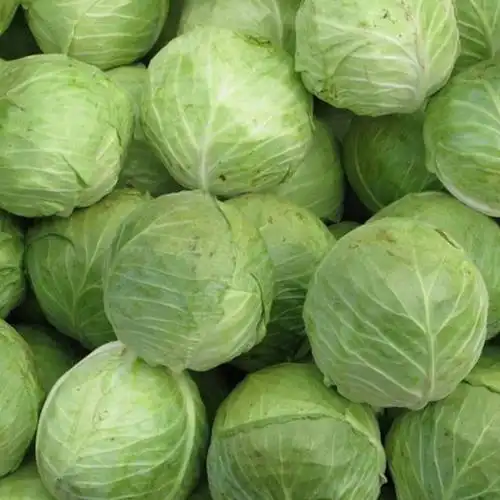 新鲜供应新鲜莲花白 包菜 量大从优 欢迎采购