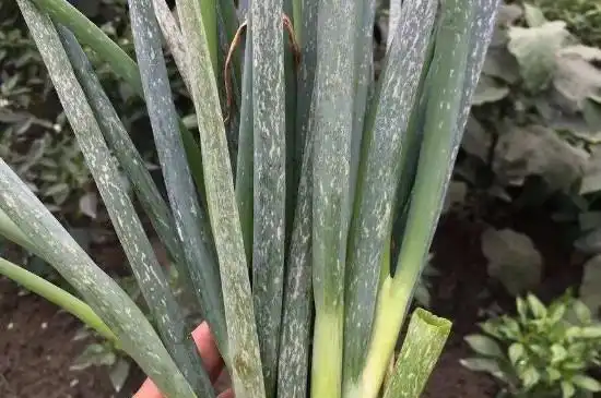 大葱叶子上有白斑的处理方法