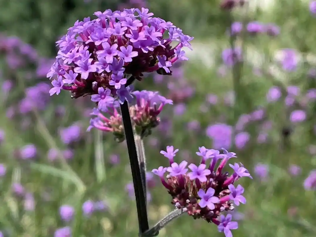 柳叶马鞭草是马鞭草科,马鞭草属植物.株高(连同花 - 抖音