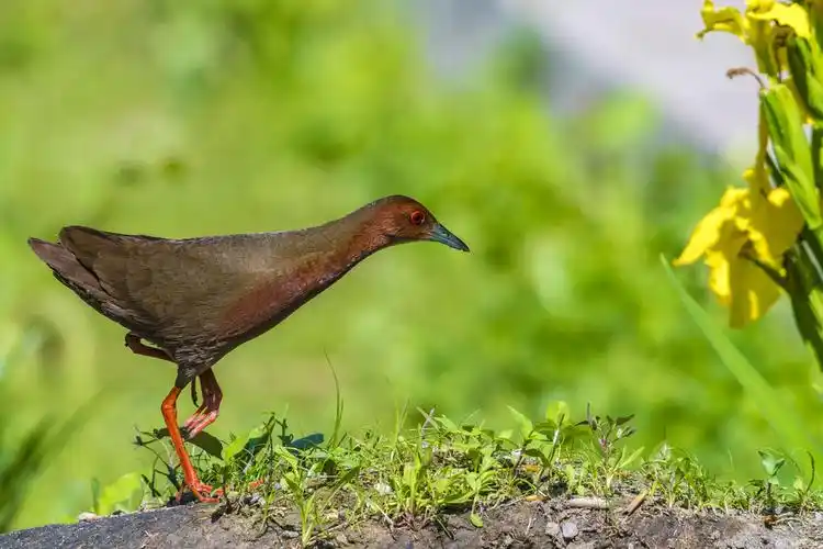 红胸田鸡(奥森).