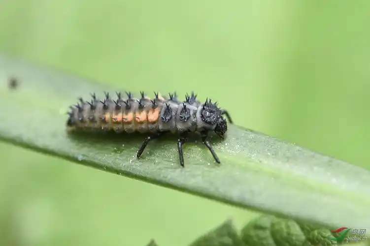 瓢虫幼虫