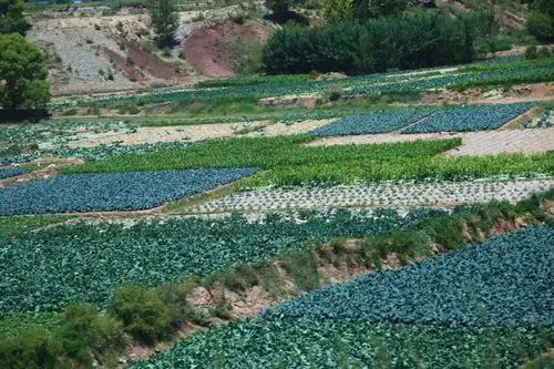 只有在湟水谷地,才有较茂盛的绿色林木和农作物.