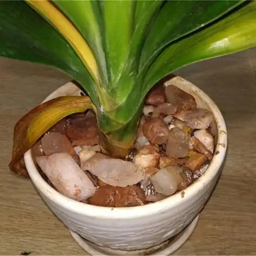 君子兰黄叶2个原因解决好就能开花