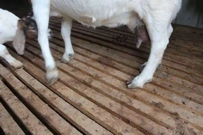 羊,牛,猪,马都能够发生的一种传染病,羊腐蹄病有传染性和非传染性两类